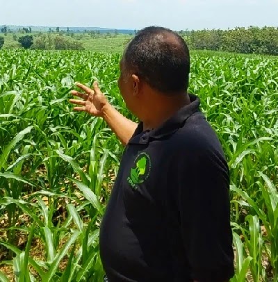 Hutan Jati Seluas 11 Ribu Hektar yang Dikelola Fakultas Kehutanan UGM, Berubah Jadi Ladang Tebu