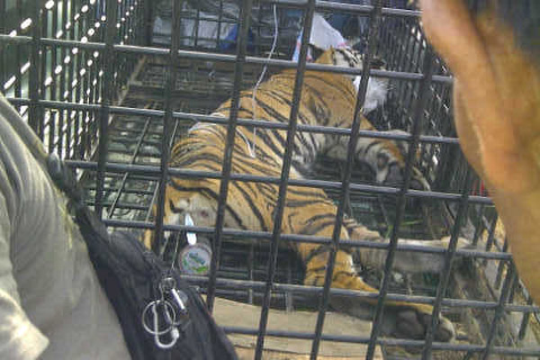 Harimau Sumatera Diburu dan Dijual sampai ke Manca Negara