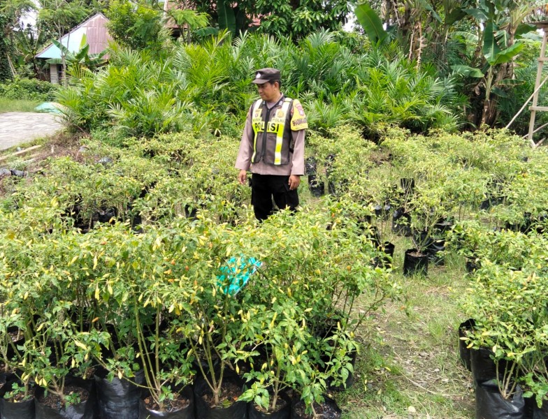 Pekarangan Jadi Sumber Ketahanan Pangan, Polsek Kapuas Barat Tinjau Kebun Warga di Anjir Kalampan